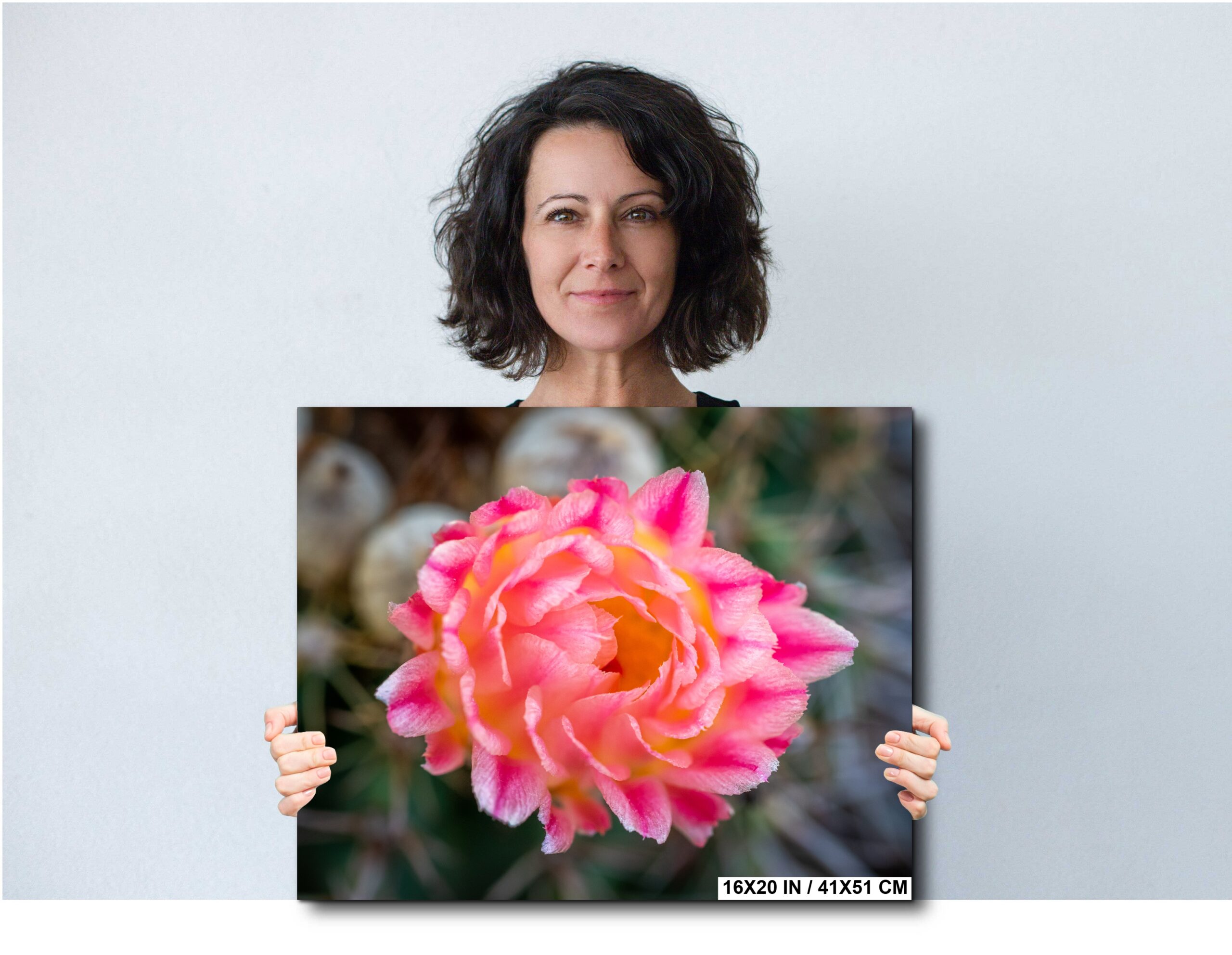 Cactus Flower Echinopsis ‘Daydream’ Pink Yellow Bloom Macro Diagram Cactus Flower Echinopsis ‘Daydream’ Pink Yellow Bloom Macro Diagram