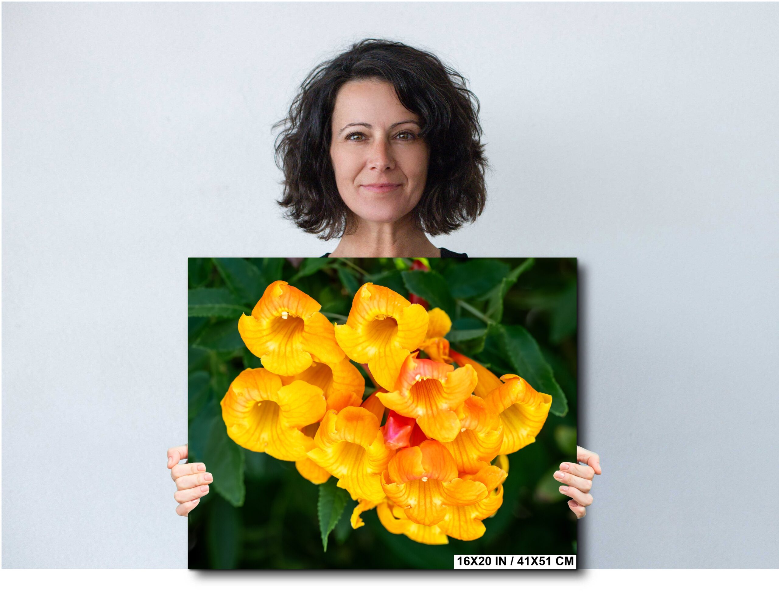 Yellow Trumpet Flowers, Tucson Desert Bloom Photo Diagram Yellow Trumpet Flowers, Tucson Desert Bloom Photo Diagram