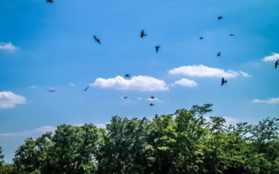 30% Reduced Glide Efficiency: How Turbine Wakes Negatively Affect Soaring Birds