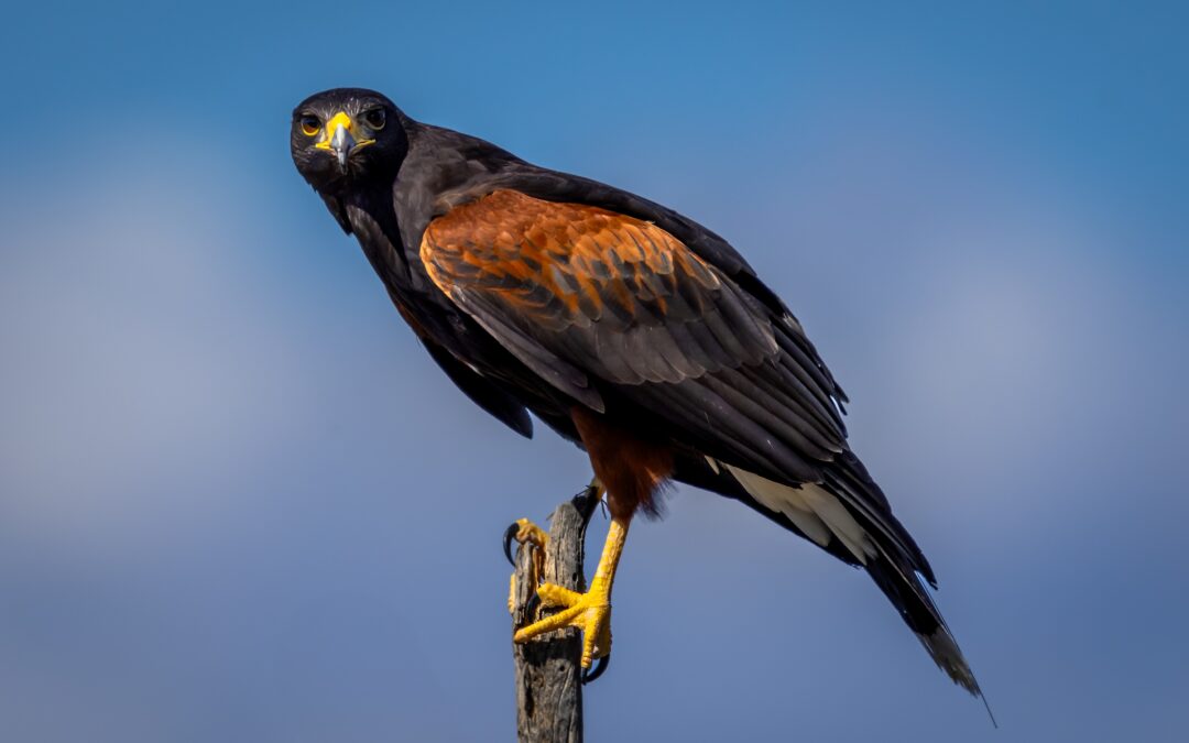 Arizona Harris’s Hawk Wildlife Photography Nature Fine Art Print
