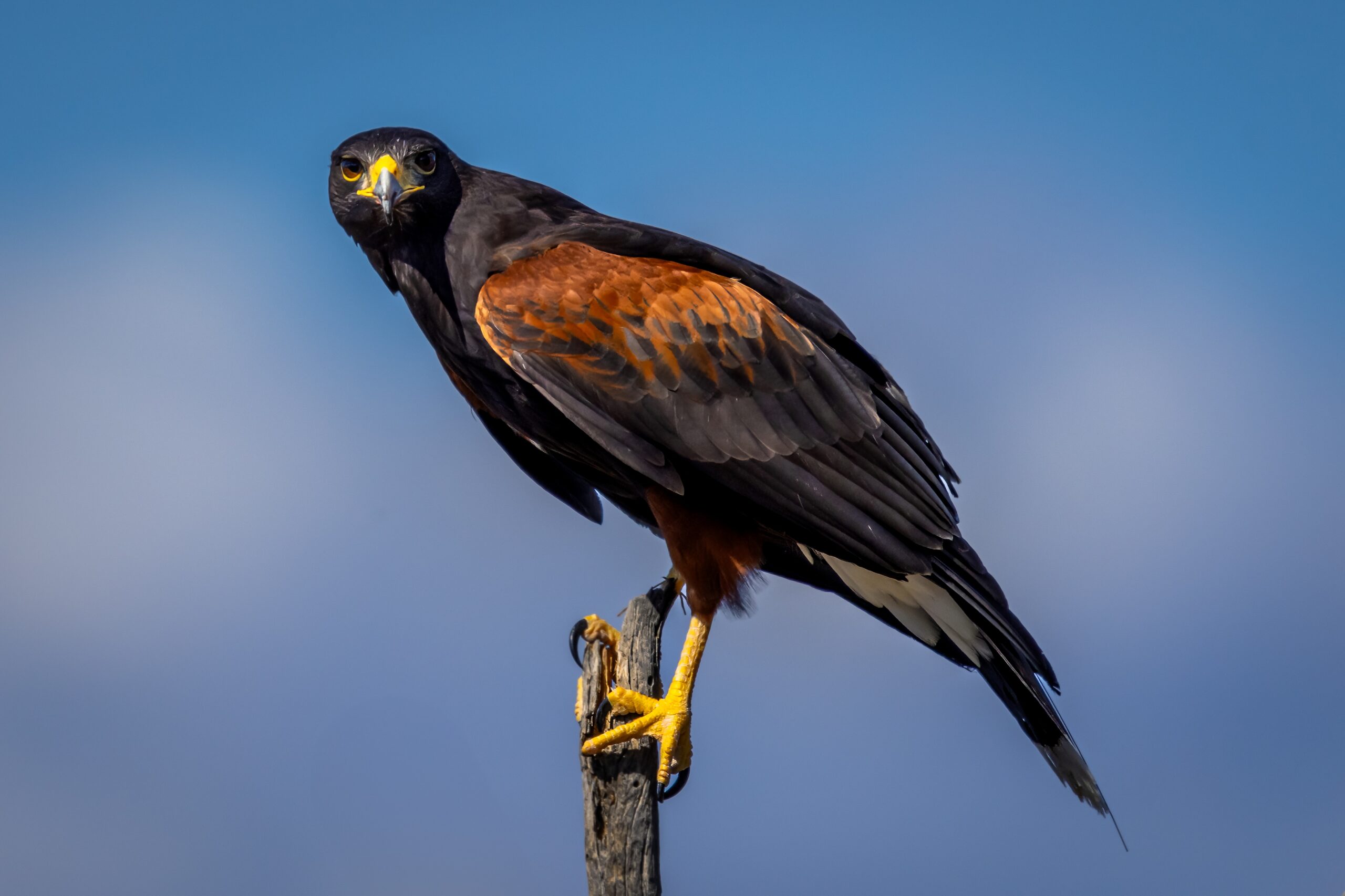 Arizona Harris’s Hawk Wildlife Photography Nature Fine Art Print