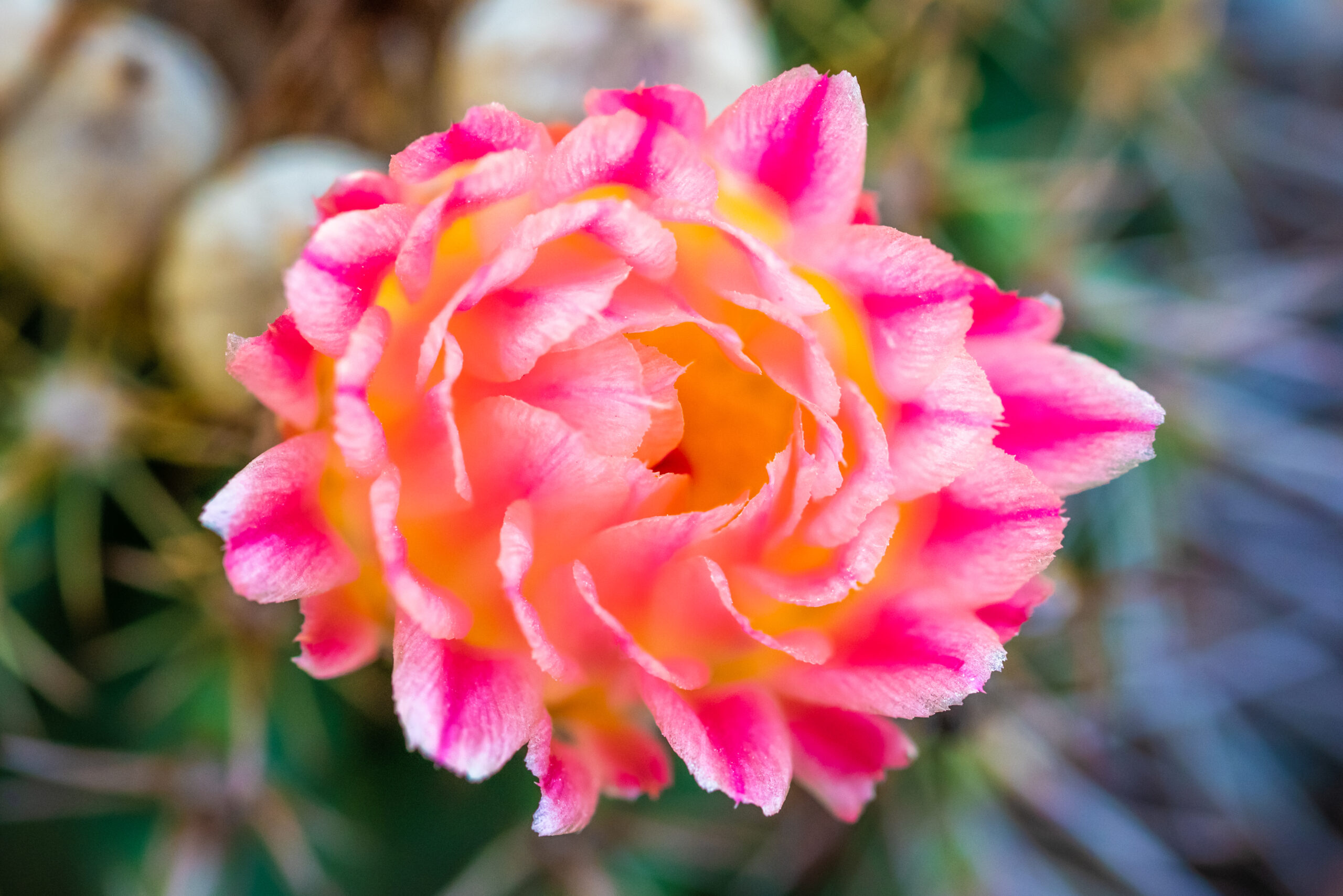 Cactus Flower Echinopsis ‘Daydream’ Pink Yellow Bloom Macro Cactus Flower Echinopsis ‘Daydream’ Pink Yellow Bloom Macro