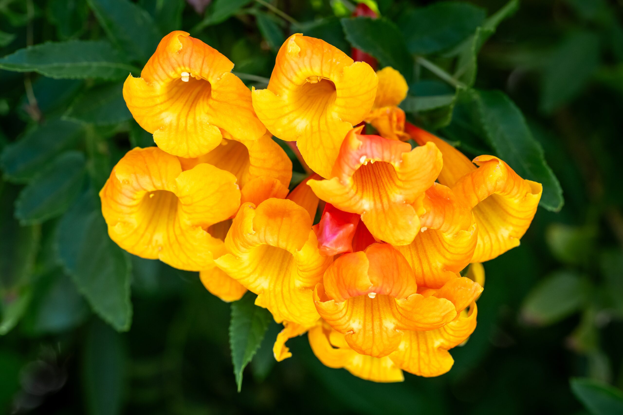 Cluster of yellow-orange trumpet flowers against deep green leaves, Tucson garden.