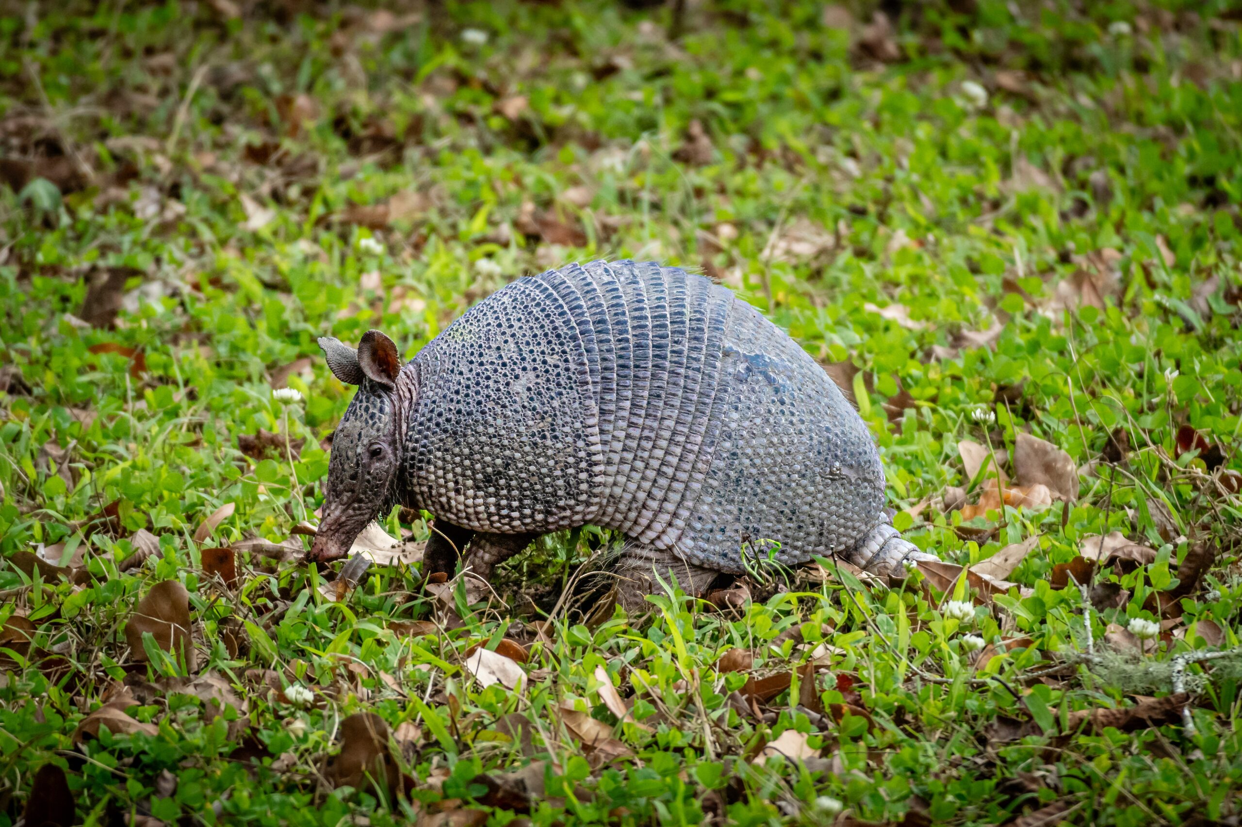 Armadillos of Abbeville: Capturing Louisiana’s Unique Wildlife