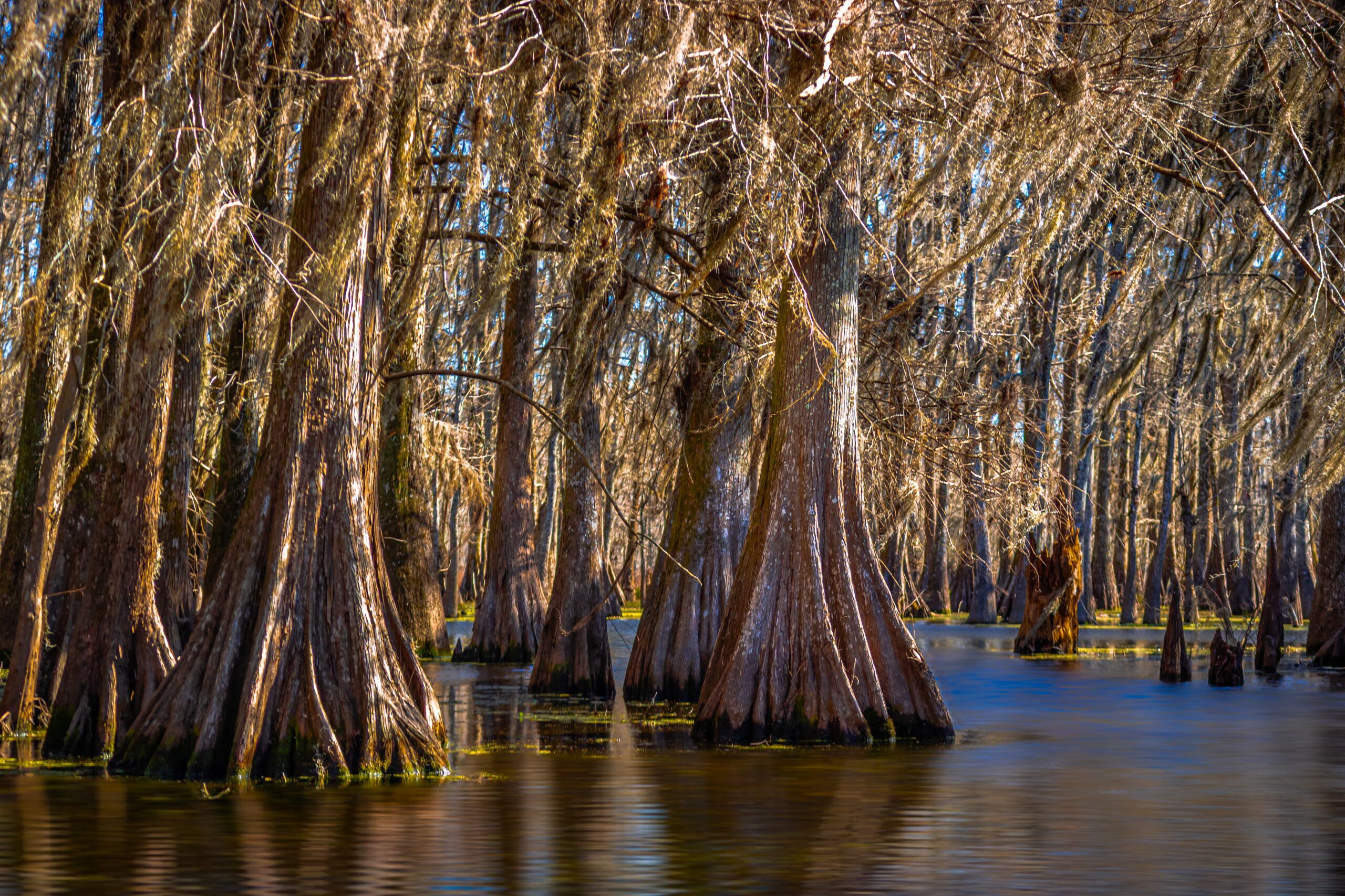 Lake Martin Louisiana Cypress Swamp Trees
