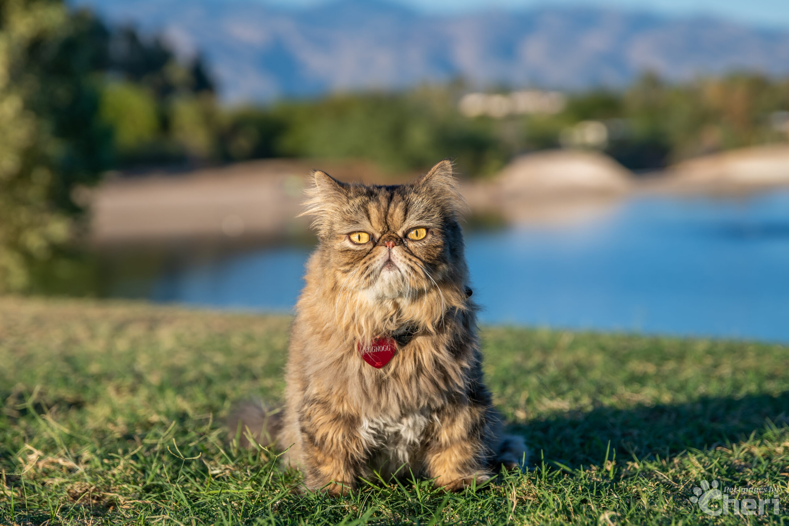 A fluffy brown Persian cat in a park - sitting on green grass with a blue lake in the background.