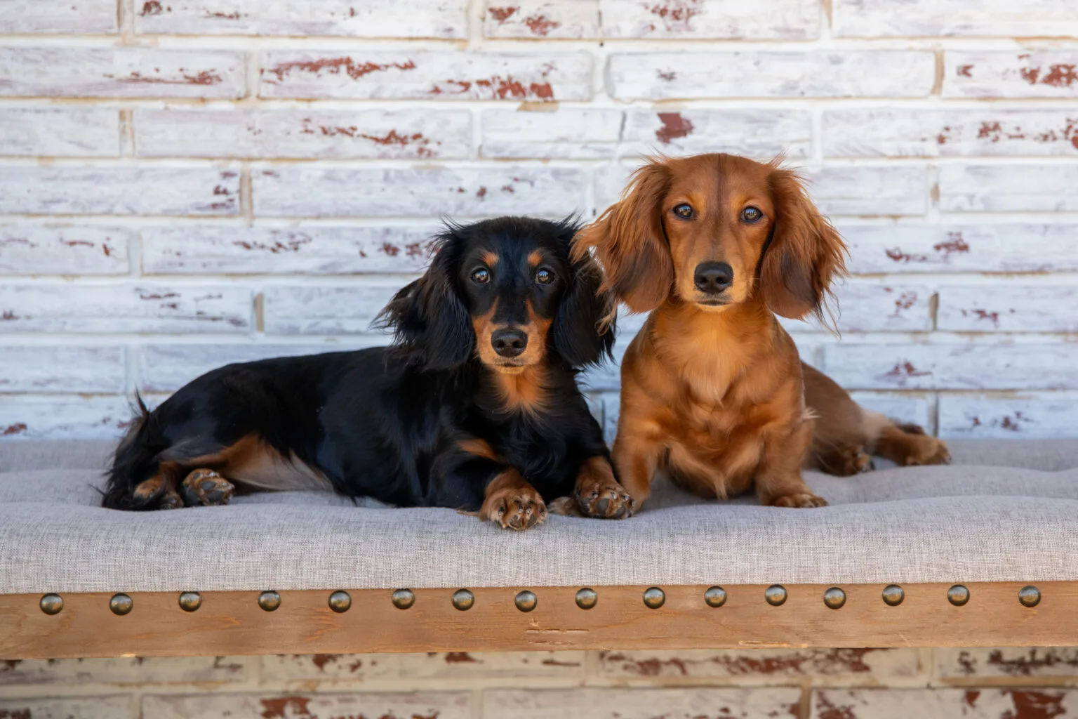 Long-Haired Dachshund Duo - Professional Pet Portraits Two long-haired dachshunds, one black and tan and one red, sitting on a bench for a professional pet photography session.
