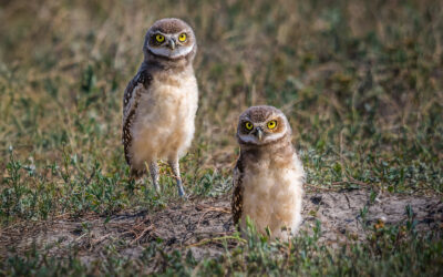 Burrowing Owls Pair Badlands National Park South Dakota Wildlife
