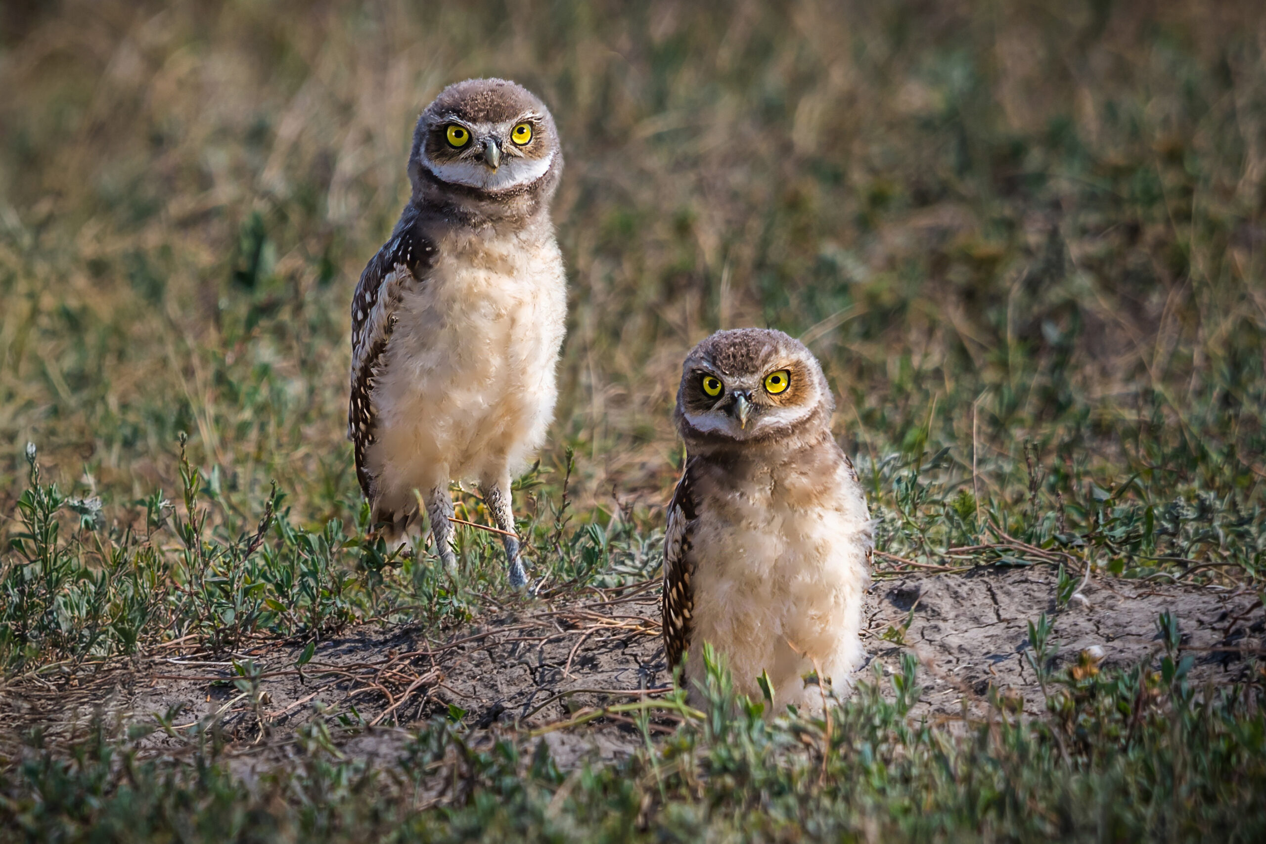 Burrowing owlets at prairie burrow, bright yellow eyes, Badlands National Park.