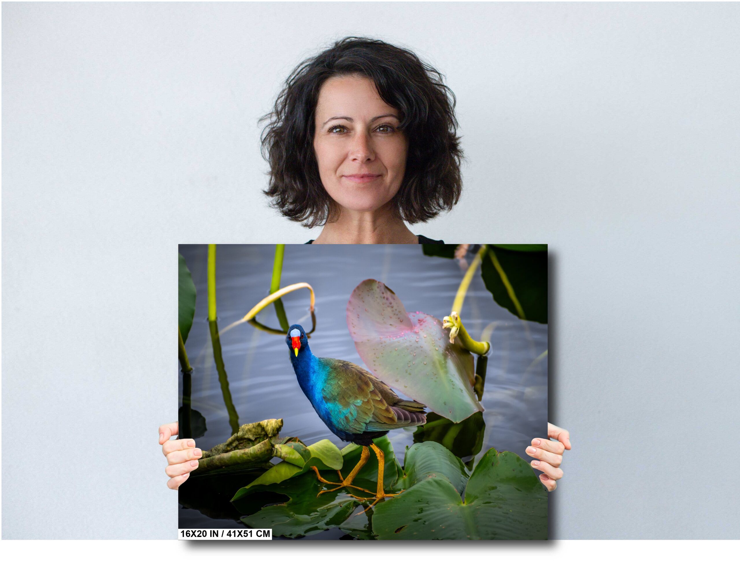 Everglades’ Purple Gallinule: The American Purple Gallinule Bird Diagram Everglades’ Purple Gallinule: The American Purple Gallinule Bird Diagram