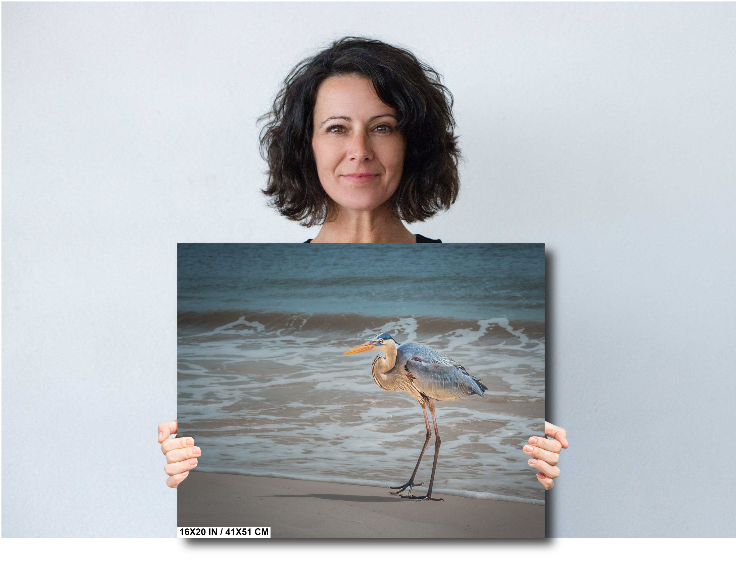 Great Blue Heron on Perdido Key Beach: Pensacola Florida Diagram