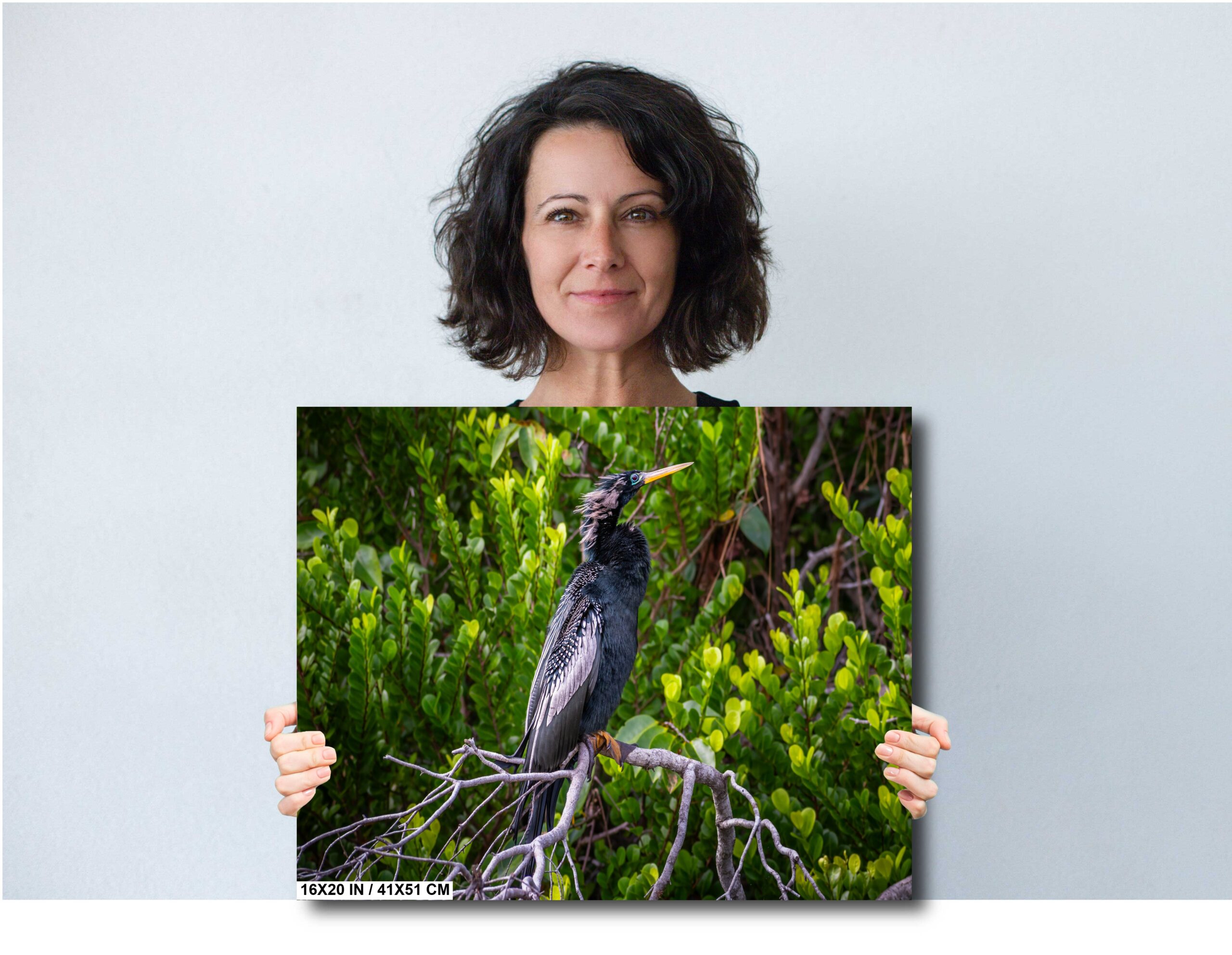 Silent Glider: The Anhinga of Everglades National Park Florida Diagram Silent Glider: The Anhinga of Everglades National Park Florida Diagram