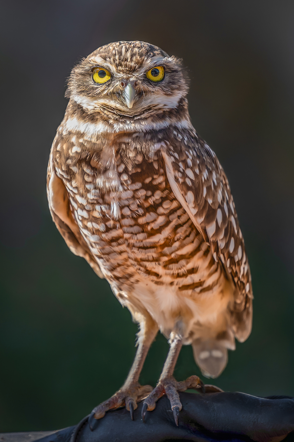You Lookin’ at Me?: A Burrowing Owl’s Steely Gaze