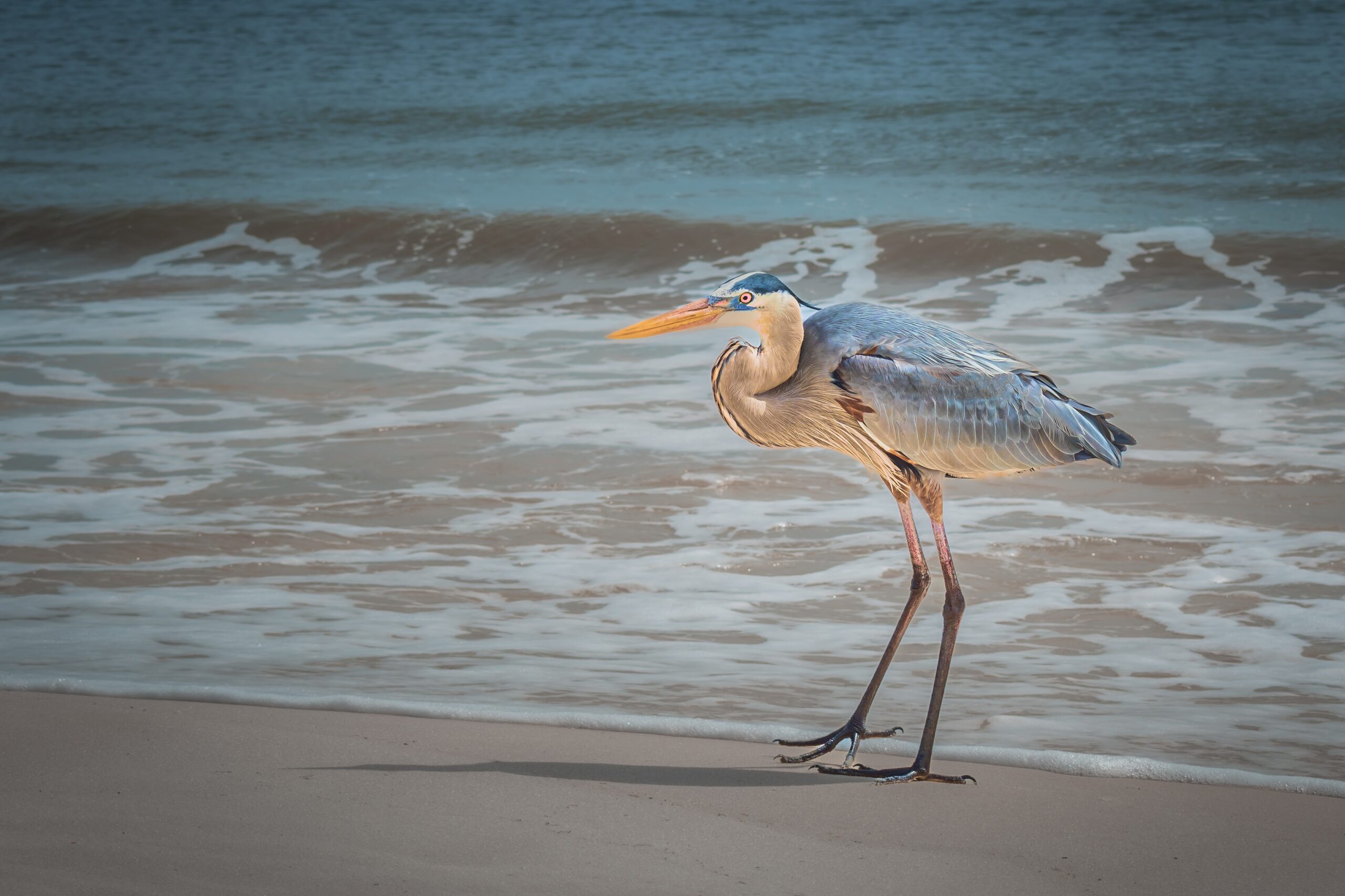 Great Blue Heron on Perdido Key Beach: Pensacola Florida