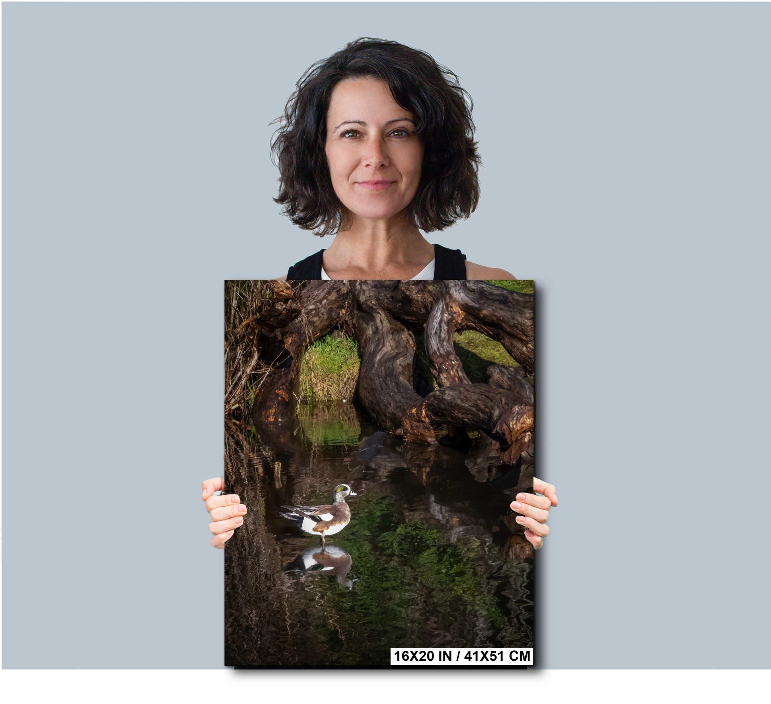 American Wigeon Duck in Seattle Pond Fine Art Diagram