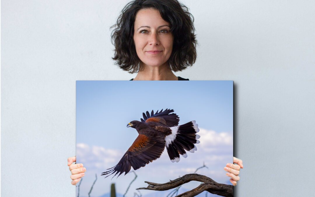 Arizona Harris’s Hawk in Flight Over Desert Cactus Wildlife