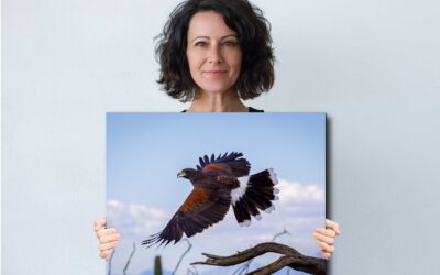 Arizona Harris’s Hawk in Flight Over Desert Cactus Wildlife