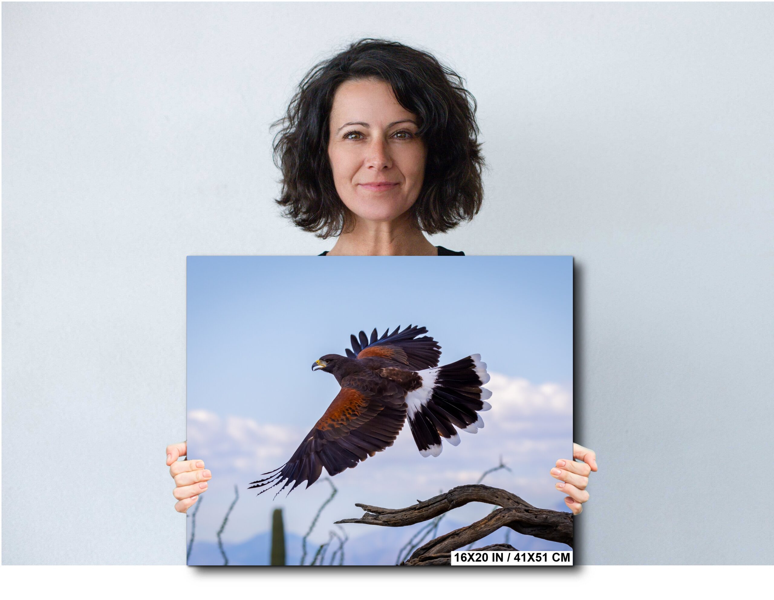 Arizona Harris’s Hawk in Flight Over Desert Cactus Wildlife Arizona Harris’s Hawk in Flight Over Desert Cactus Wildlife