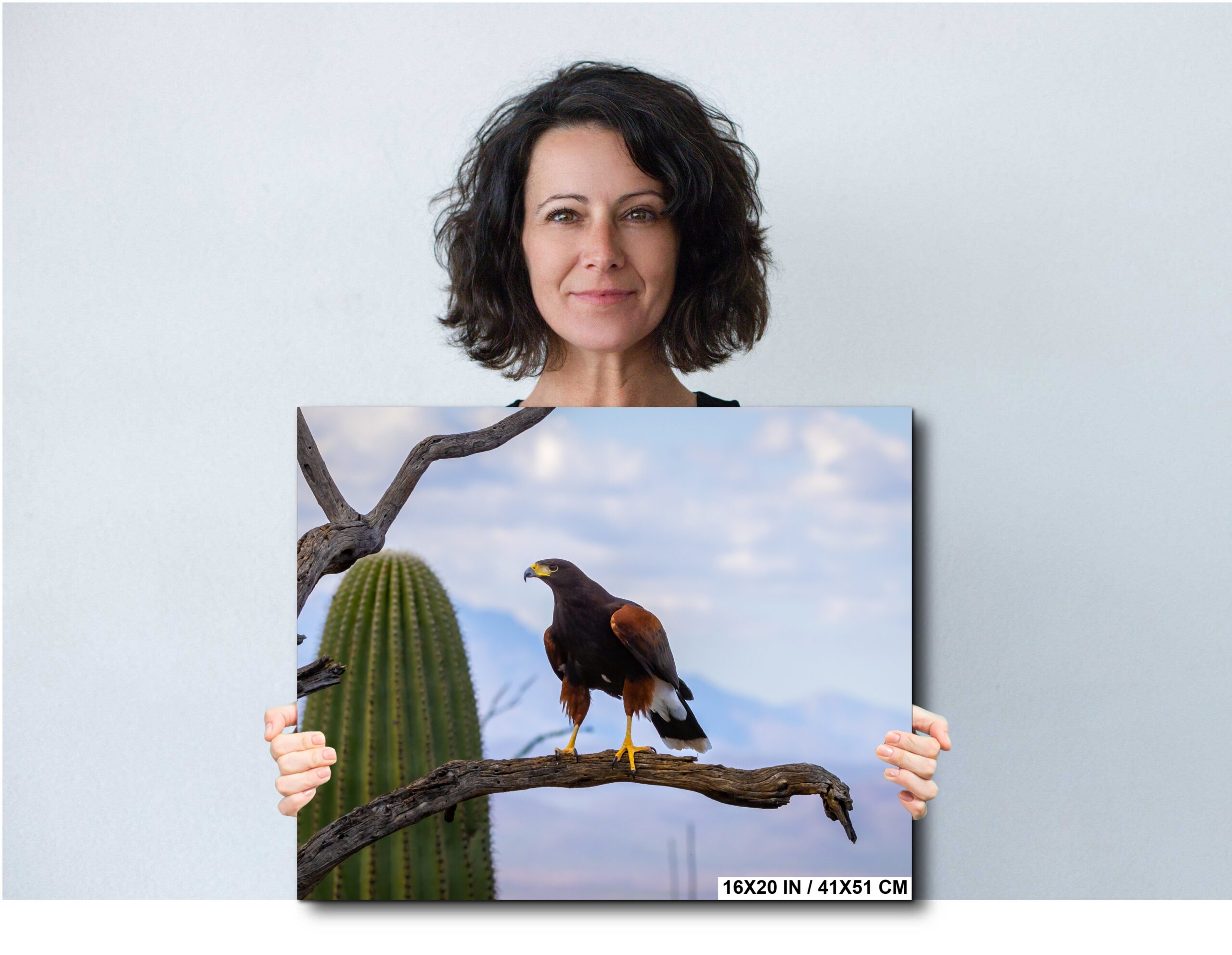 Harris’s Hawk Arizona Desert Bird of Prey Saguaro Cactus Wildlife Diagram Harris’s Hawk Arizona Desert Bird of Prey Saguaro Cactus Wildlife Diagram