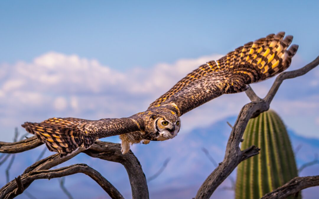 Great Horned Owl Arizona Desert Landscape Saguaro Cactus