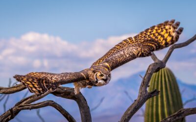 Great Horned Owl Arizona Desert Landscape Saguaro Cactus