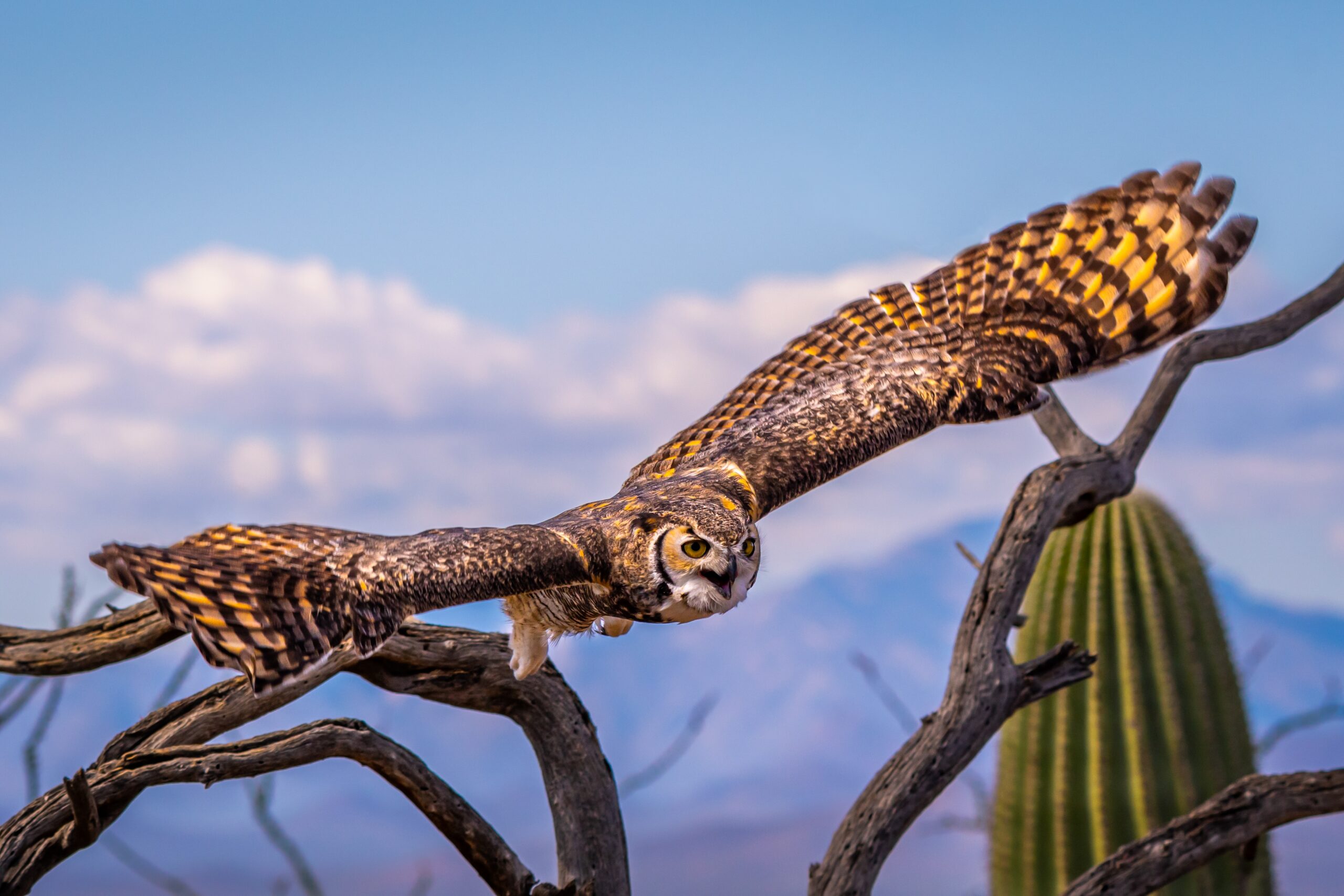 Great Horned Owl Arizona Desert Landscape Saguaro Cactus Great Horned Owl Arizona Desert Landscape Saguaro Cactus