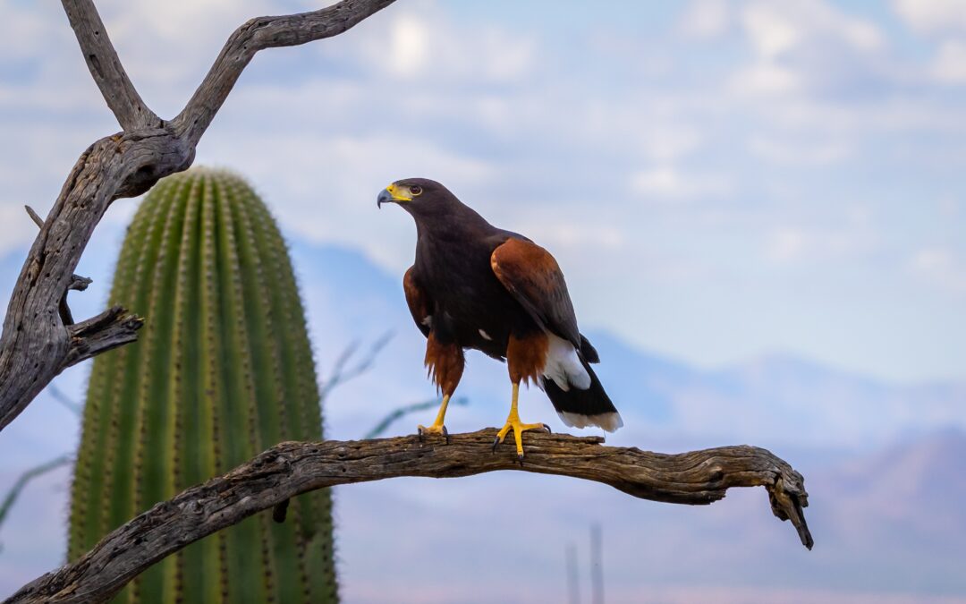 Harris’s Hawk Arizona Desert Bird of Prey Saguaro Cactus Wildlife