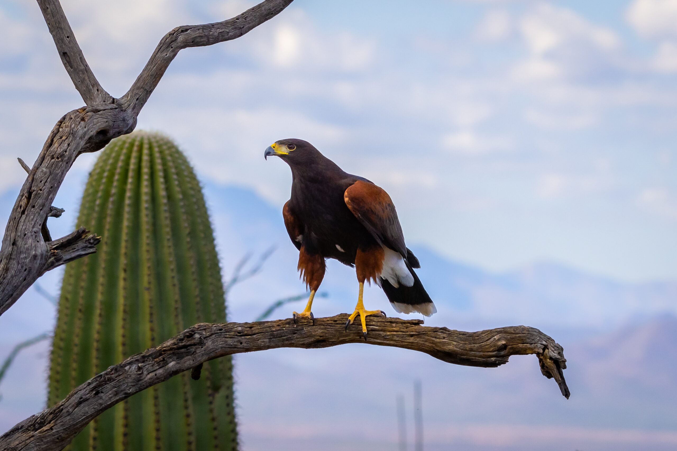 Harris’s Hawk Arizona Desert Bird of Prey Saguaro Cactus Wildlife Harris’s Hawk Arizona Desert Bird of Prey Saguaro Cactus Wildlife