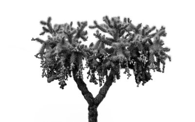 Cholla Tree, Lost Dutchman State Park Arizona