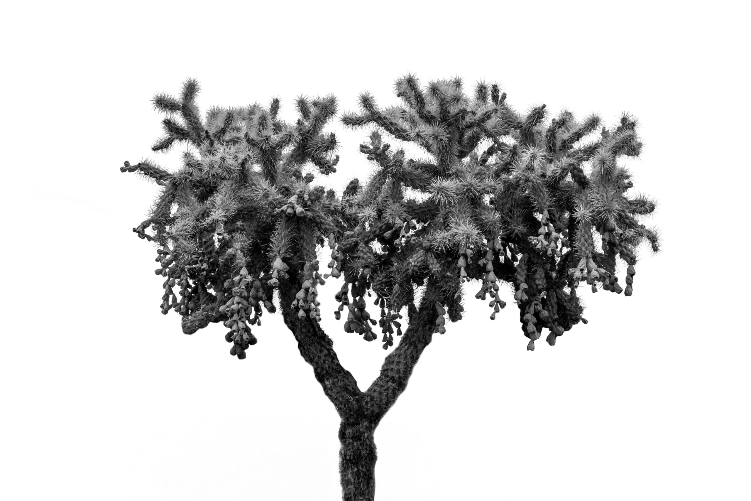 Cholla Tree, Lost Dutchman State Park Arizona