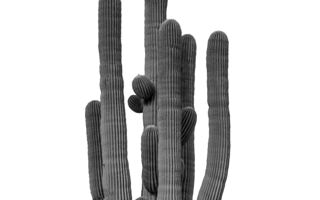 Black and White Saguaro Cactus Minimalist Wall Art Print