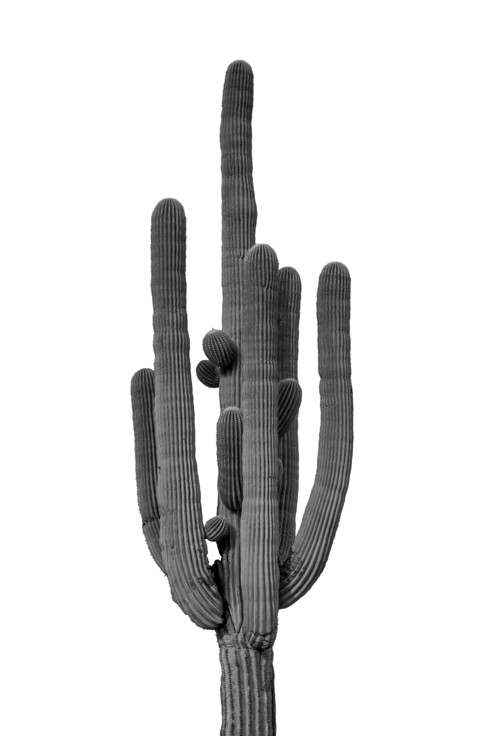 Black and White Saguaro Cactus Minimalist Wall Art Print