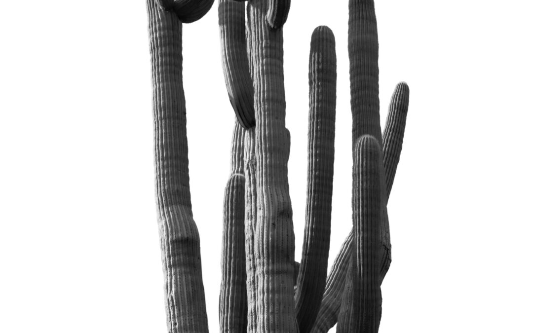 Towering Cactus Catalina State Park Arizona Wall Art Print Black White Desert Photography