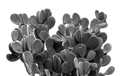 Black and White Bunny Ear Cactus Wall Art Print