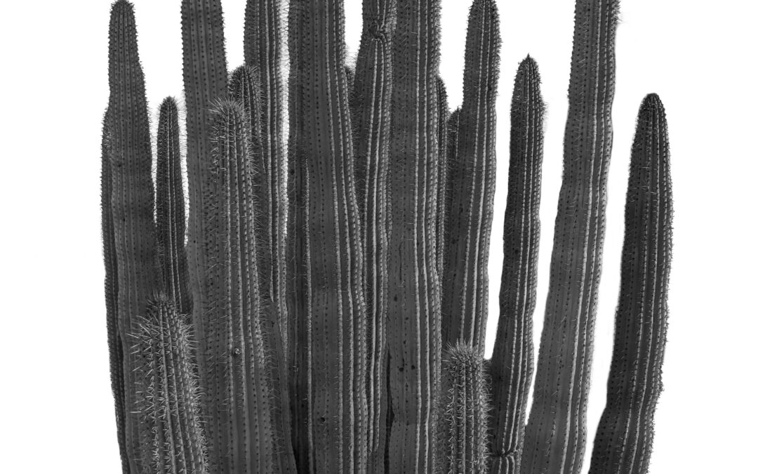 Organ Pipe Cactus, Arizona National Monument, Photography