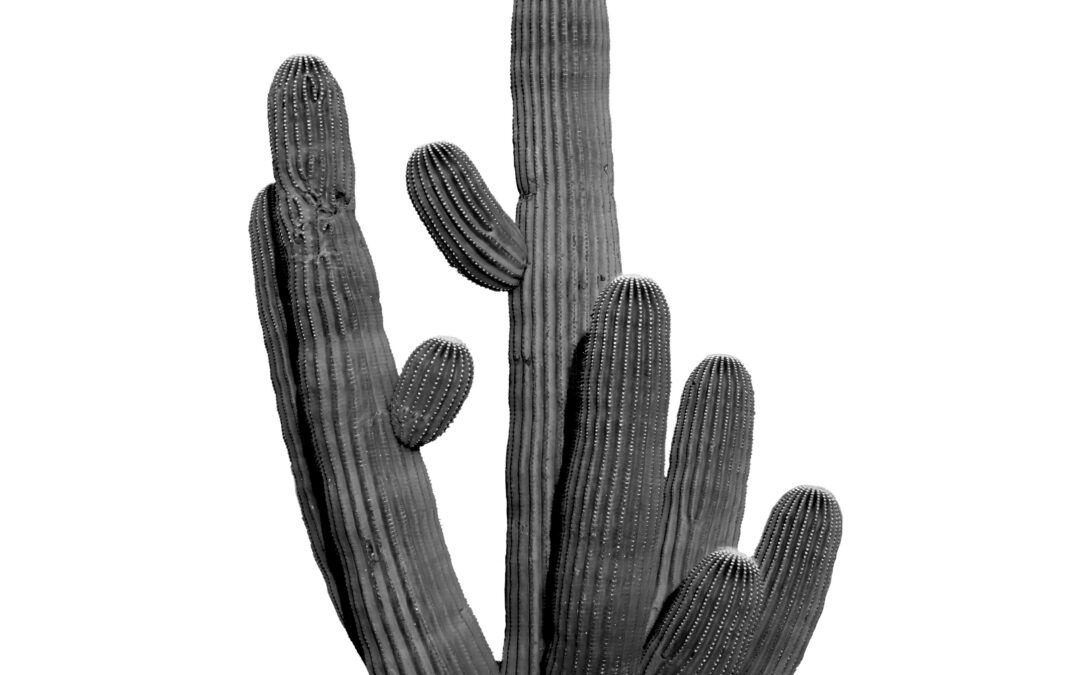 Standing Tall Saguaro National Park Tucson Arizona Cactus Wall Art