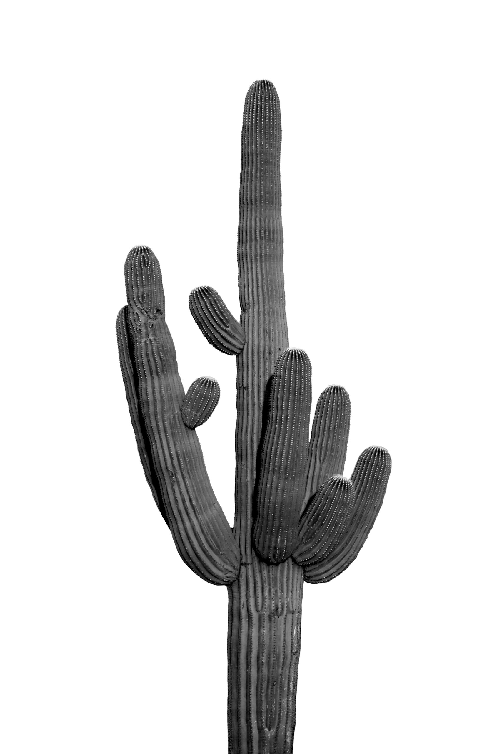 Standing Tall Saguaro National Park Tucson Arizona Cactus Wall Art