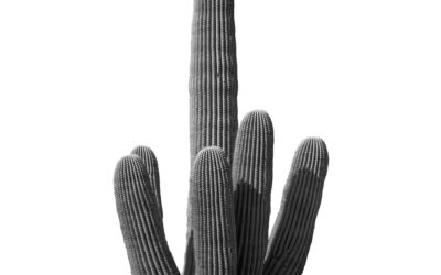 Monochrome Saguaro National Park Arizona Cactus Wall Art Print