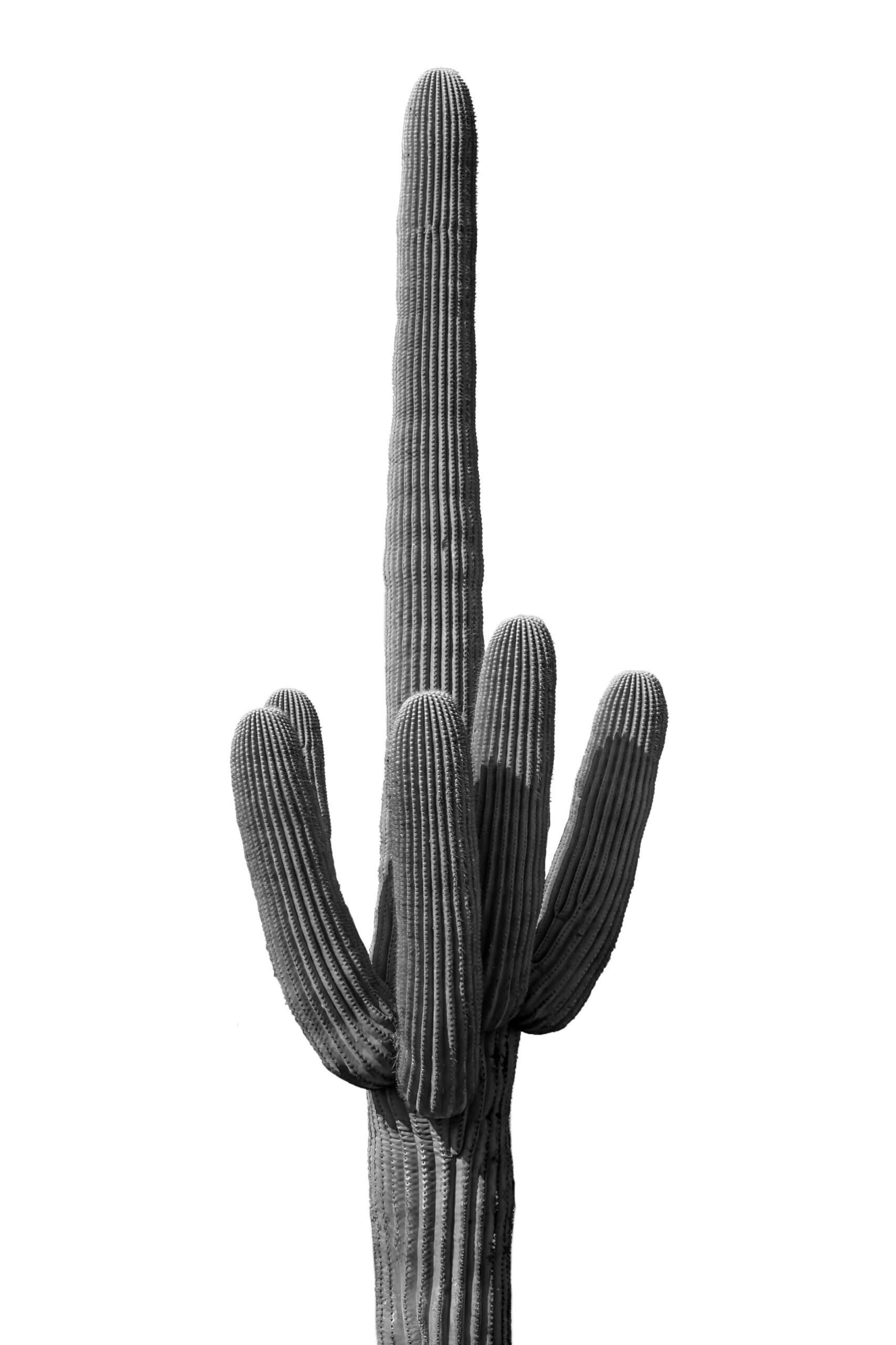 Monochrome Saguaro National Park Arizona Cactus Wall Art Print