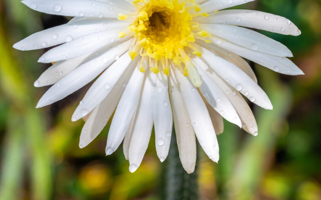 Queen of the Night Desert Flower Photography Print Arizona