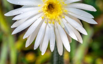 Queen of the Night Desert Flower Photography Print Arizona