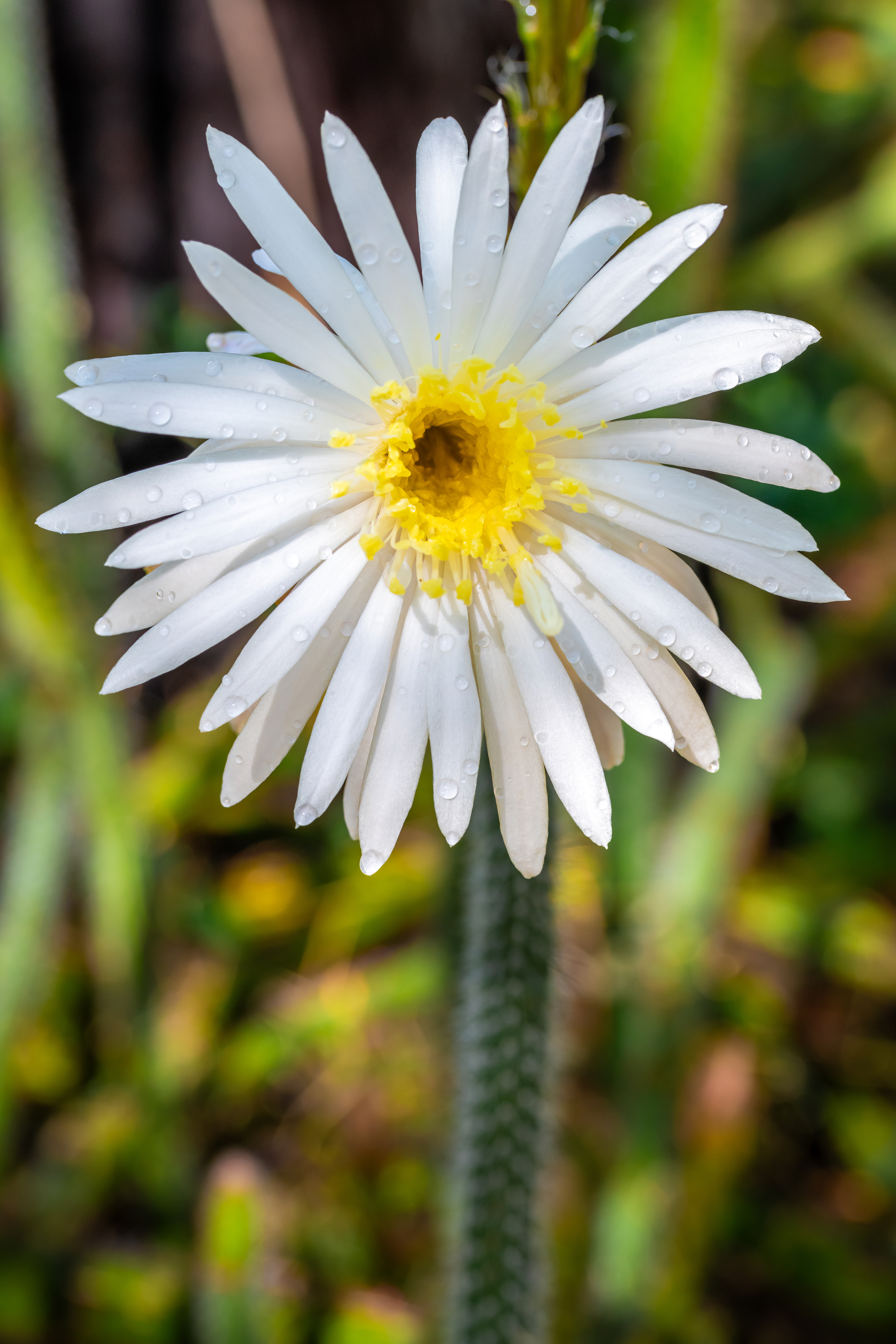 Queen of the Night Desert Flower Photography Print Arizona Queen of the Night Desert Flower Photography Print Arizona