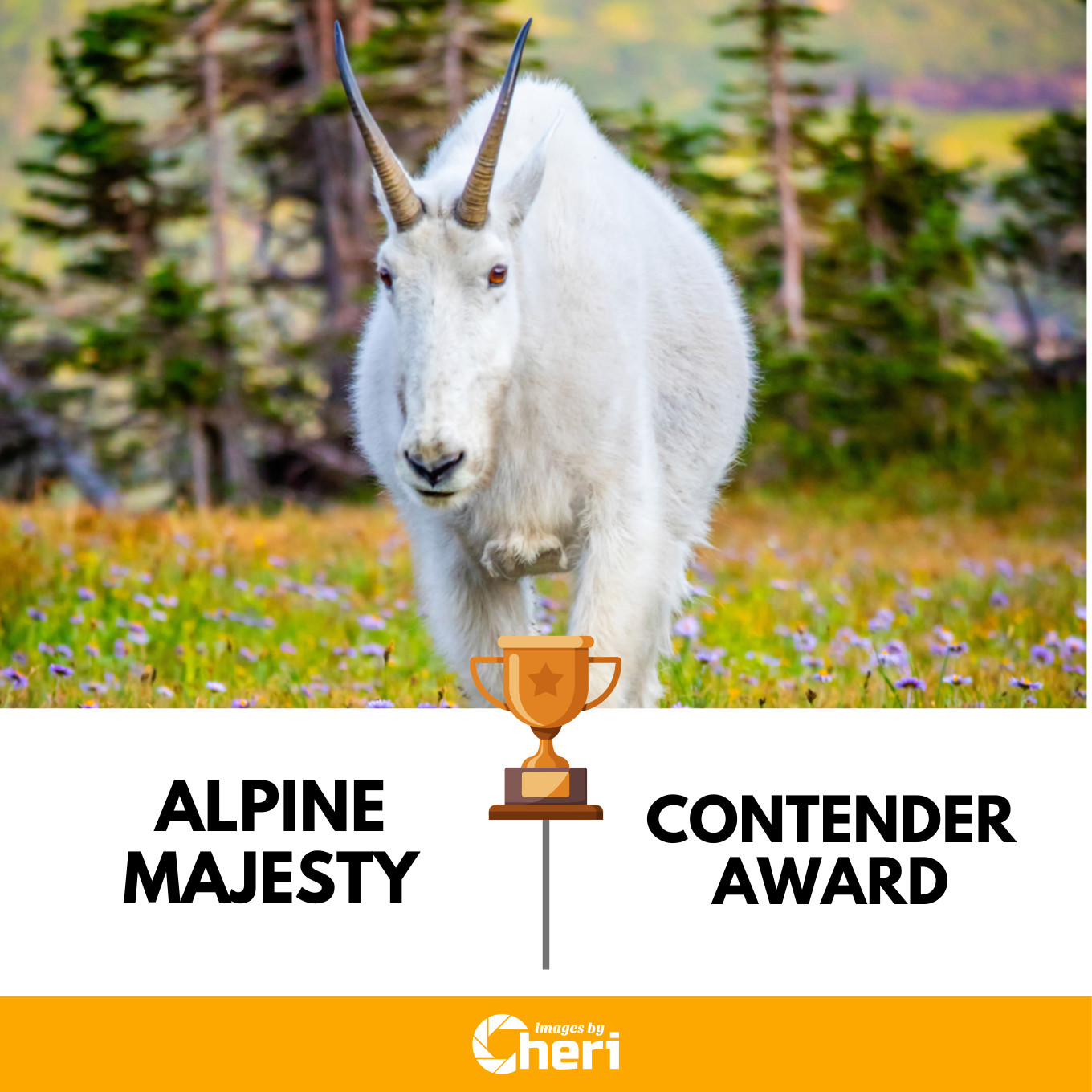 Alpine Majesty – Contender Award White mountain goat titled 'Alpine Majesty,' winner of the Contender Award in Viewbug's a photography contest by Images by Cheri.