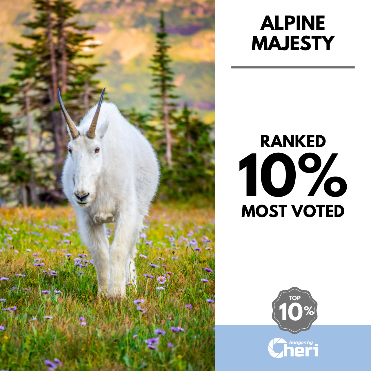 Alpine Majesty: Glacier Mountain Goat National Park Wildlife Photography Wall Art Home Decor Ranked 10% Most Voted in Viewbug Photo Contest