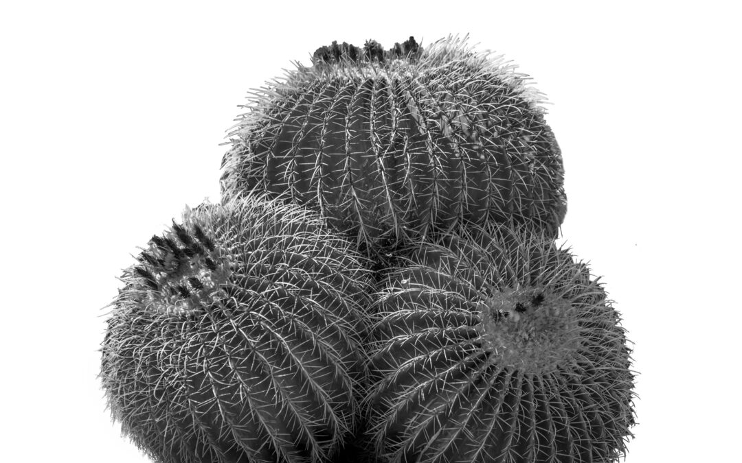 Palm Springs Barrel Cactus Black and White Wall Art Print