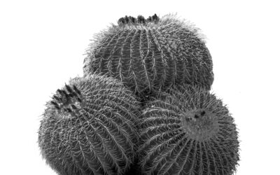 Palm Springs Barrel Cactus Black and White Wall Art Print