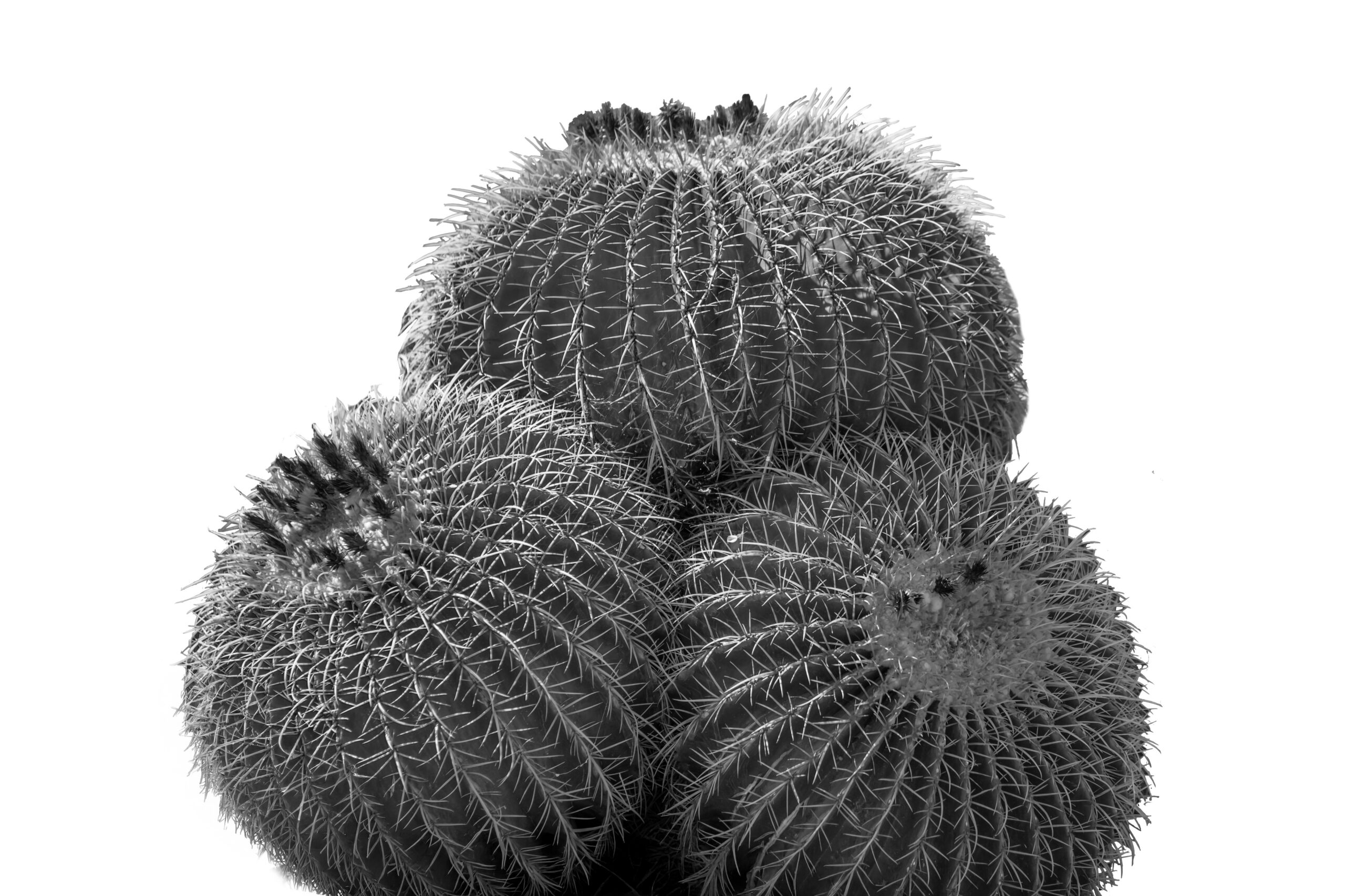 Palm Springs Barrel Cactus Black and White Wall Art Print