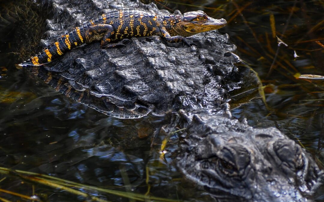 Baby Crock, doo, doo, doo, doo, doo, doo: American Alligator