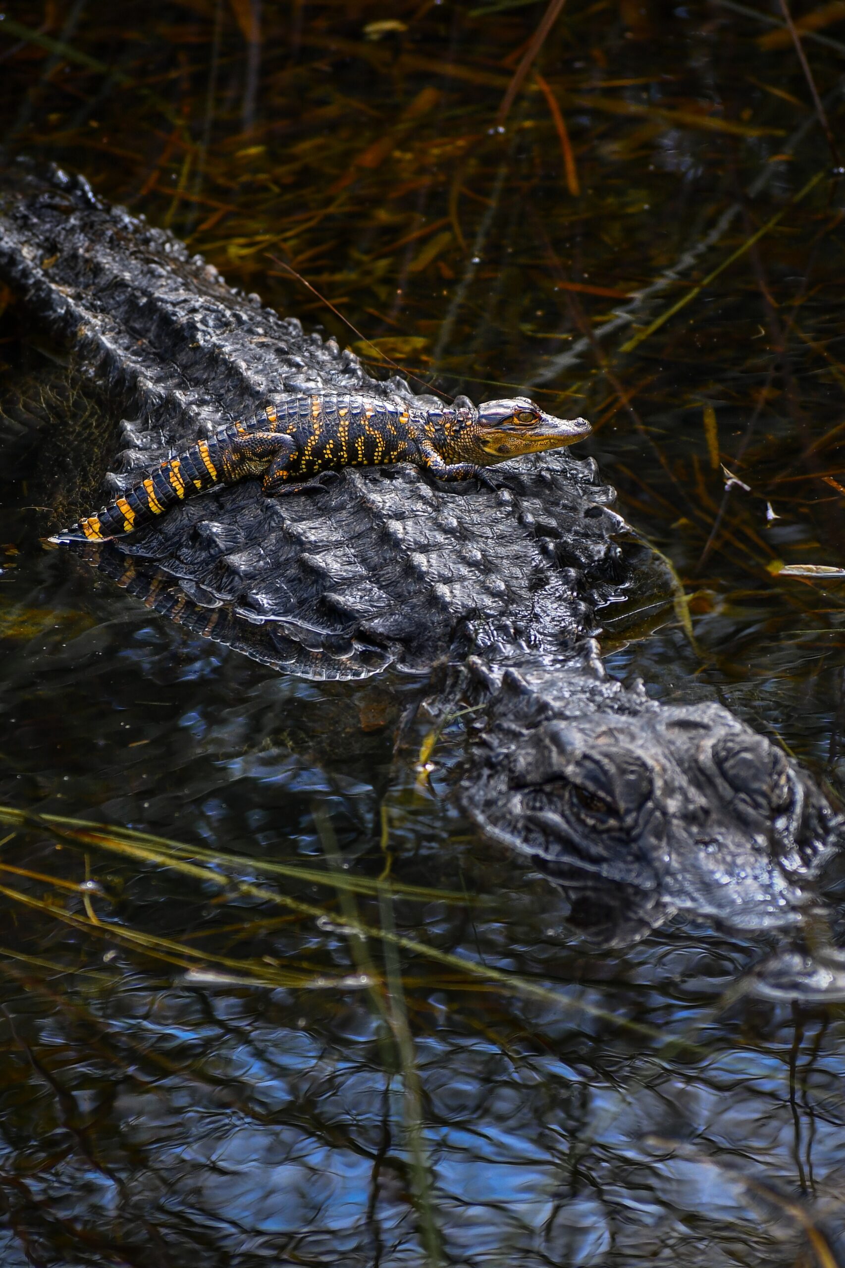 Baby Crock, doo, doo, doo, doo, doo, doo: American Alligator Baby Crock, doo, doo, doo, doo, doo, doo: American Alligator