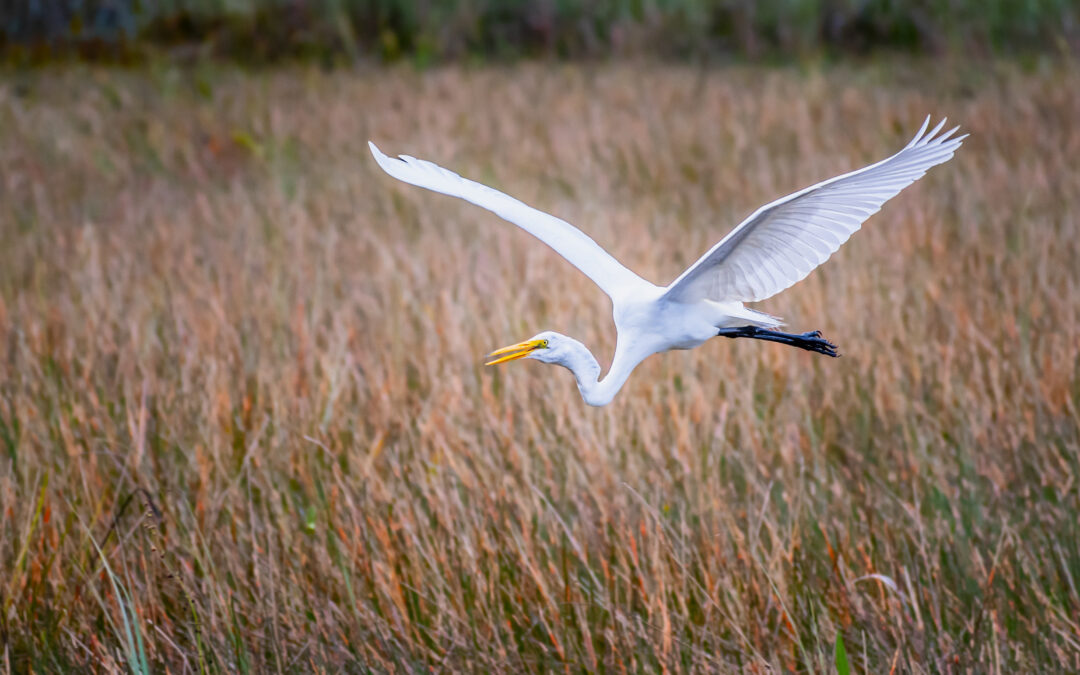 Everglades Egret In Flight: Great White Egret Everglades